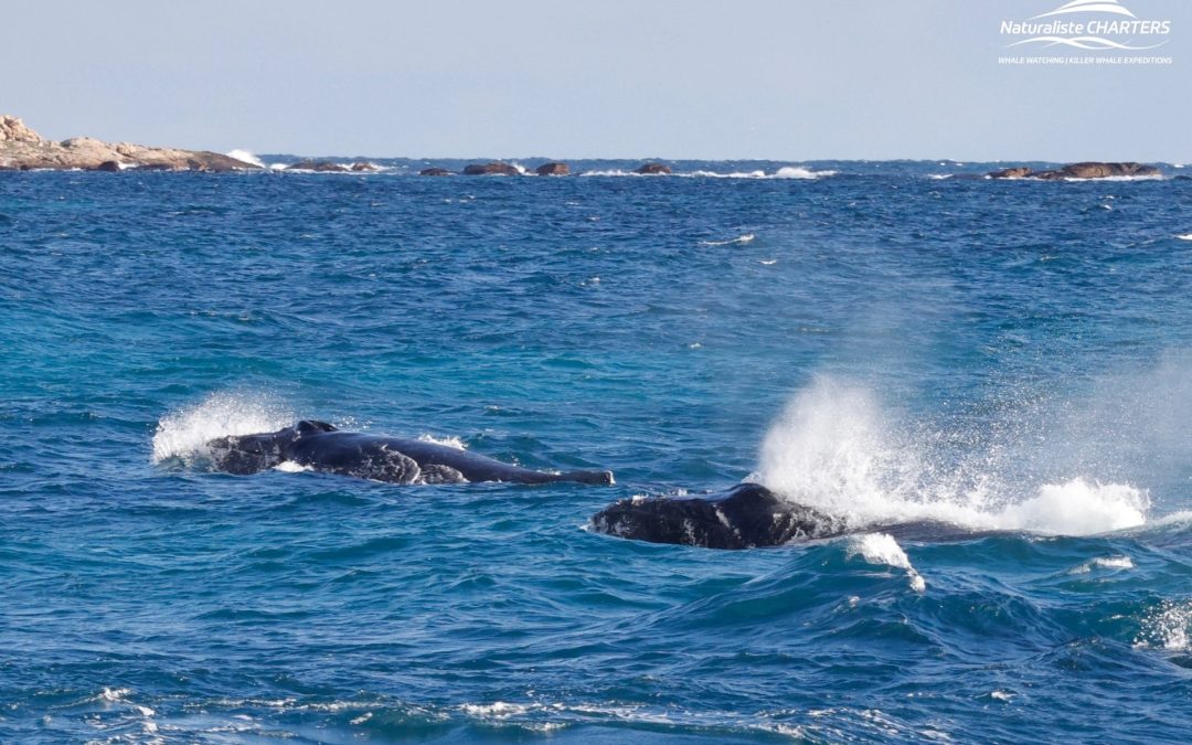 A Dynamic Encounter with Humpback Whales: 24.06.24 Afternoon Tour